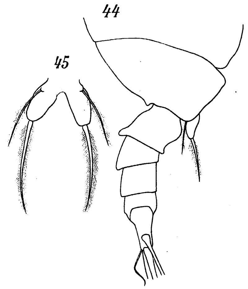 Species Paraugaptilus buchani - Plate 12 of morphological figures