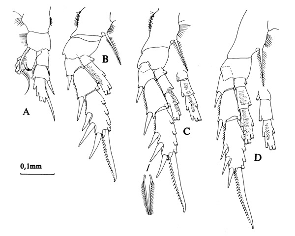 Espce Bradyidius hirsutus - Planche 3 de figures morphologiques