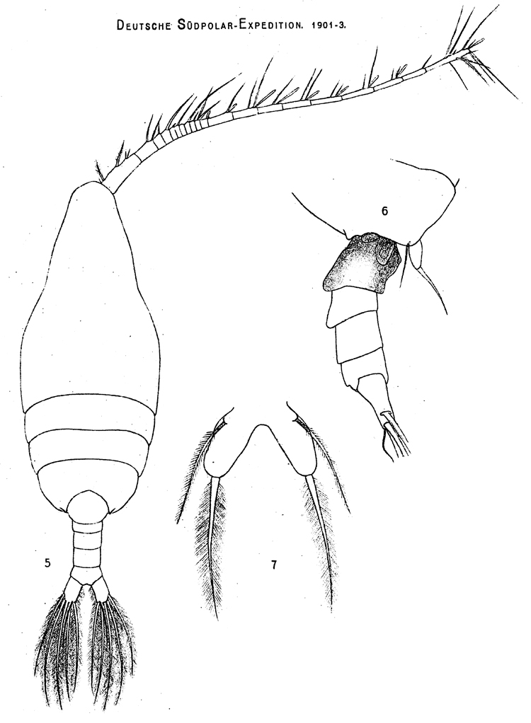 Espce Paraugaptilus buchani - Planche 13 de figures morphologiques