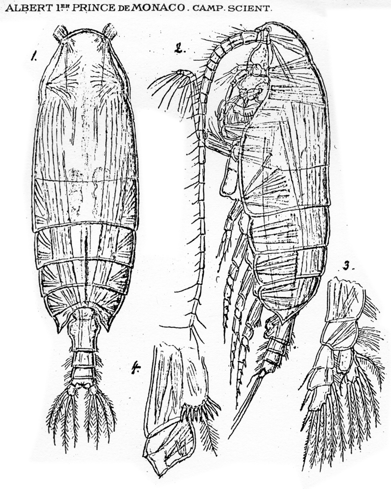 Species Pseudochirella scopularis - Plate 3 of morphological figures
