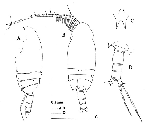 Espèce Bradyidius hirsutus - Planche 4 de figures morphologiques