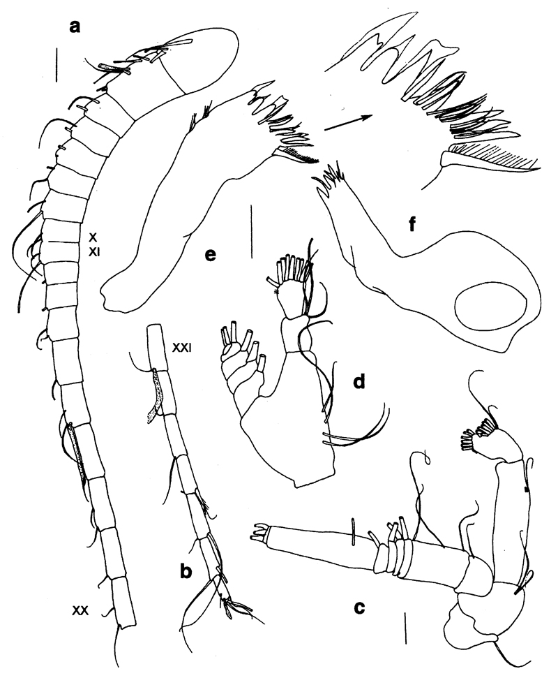 Species Thoxancalanus spinatus - Plate 2 of morphological figures