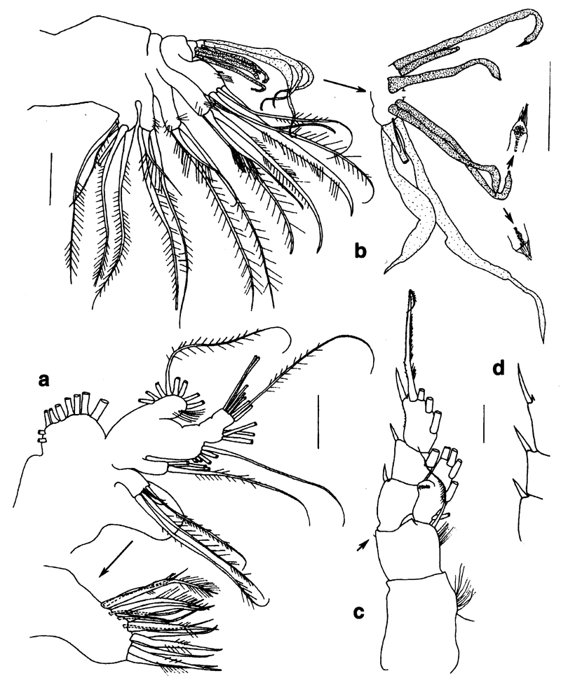 Espce Thoxancalanus spinatus - Planche 3 de figures morphologiques