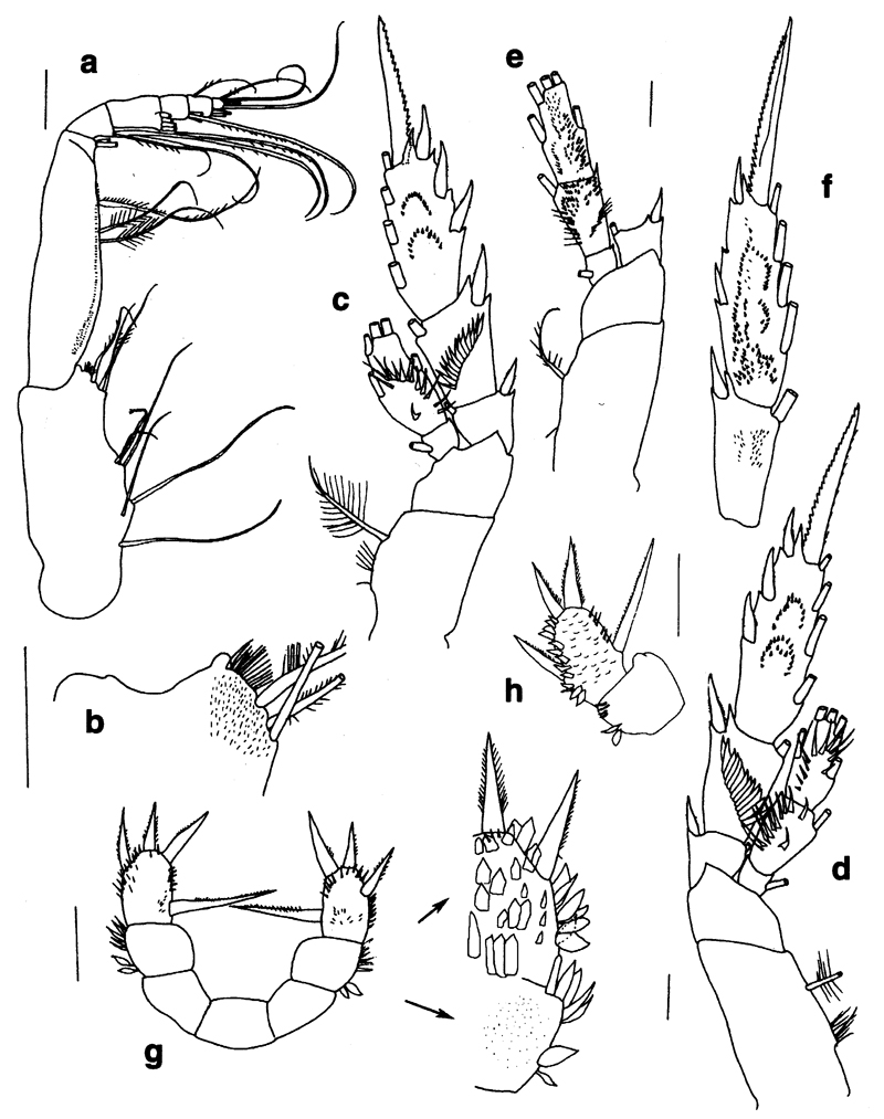 Species Thoxancalanus spinatus - Plate 4 of morphological figures