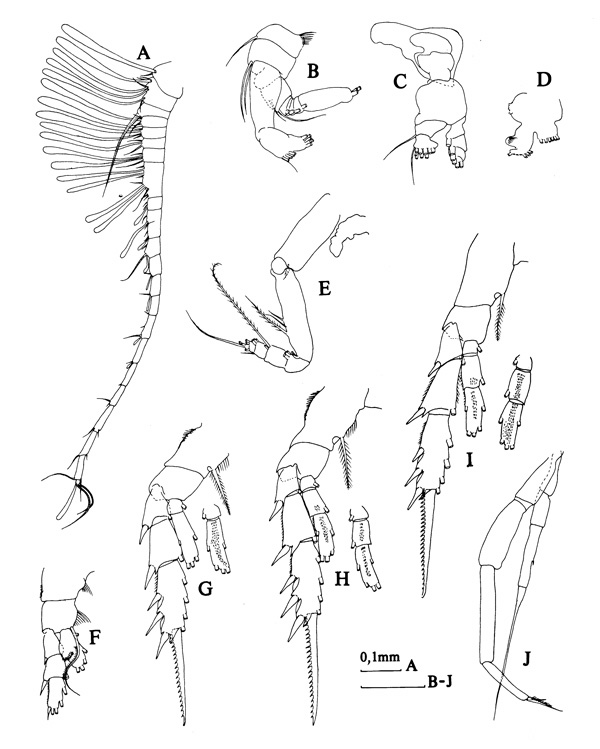 Espèce Bradyidius hirsutus - Planche 5 de figures morphologiques