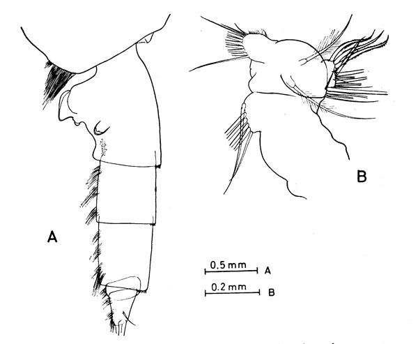 Species Paraeuchaeta barbata - Plate 6 of morphological figures