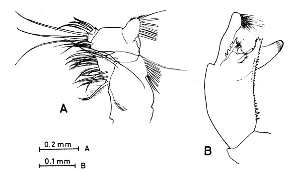 Espce Paraeuchaeta elongata - Planche 4 de figures morphologiques