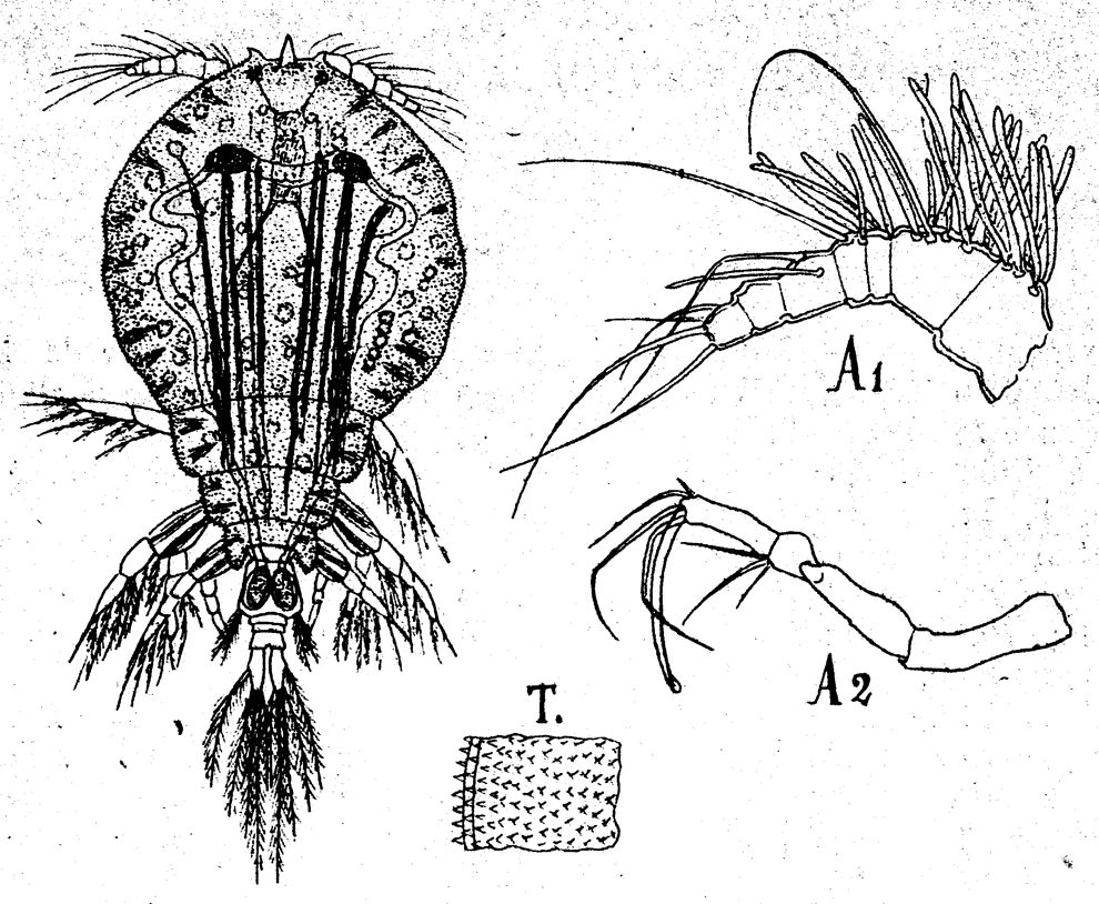 Species Pachos trispinosum - Plate 1 of morphological figures