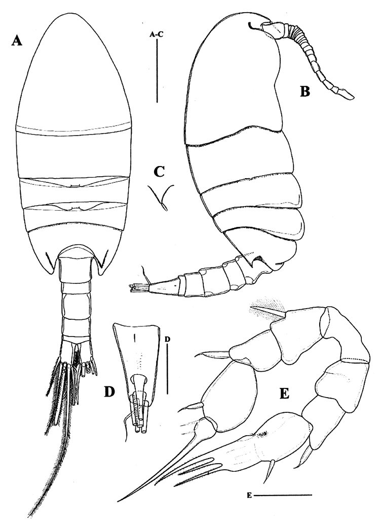 Espce Paramisophria sinjinensis - Planche 1 de figures morphologiques
