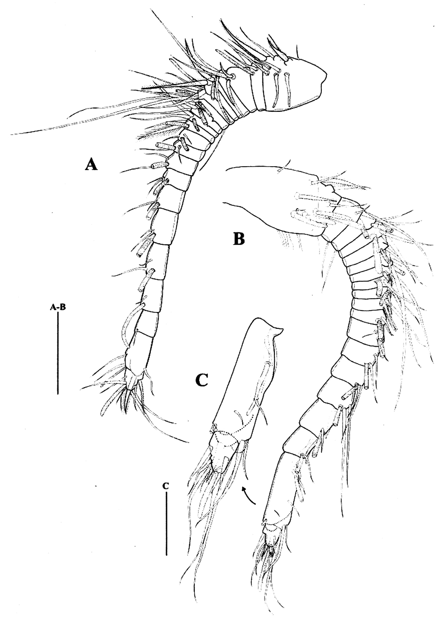 Species Paramisophria sinjinensis - Plate 2 of morphological figures