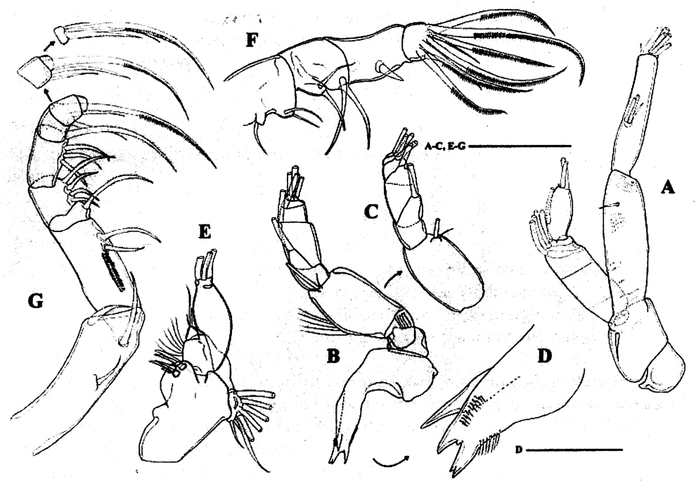 Espce Paramisophria sinjinensis - Planche 3 de figures morphologiques
