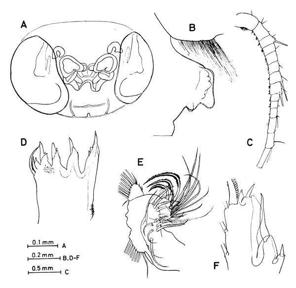 Espce Paraeuchaeta malayensis - Planche 6 de figures morphologiques