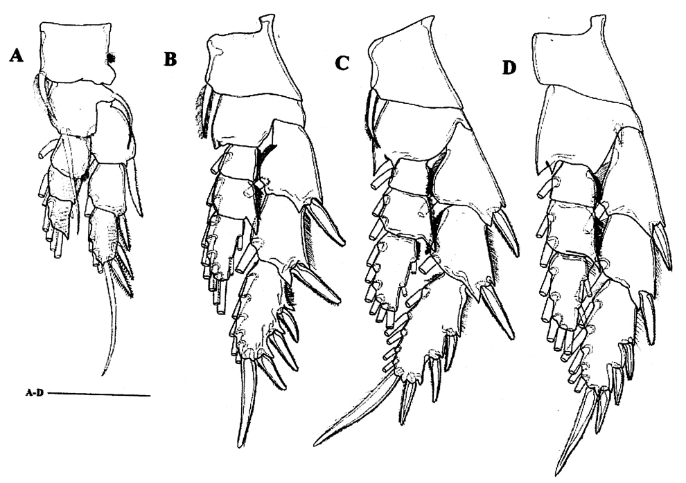Species Paramisophria sinjinensis - Plate 4 of morphological figures