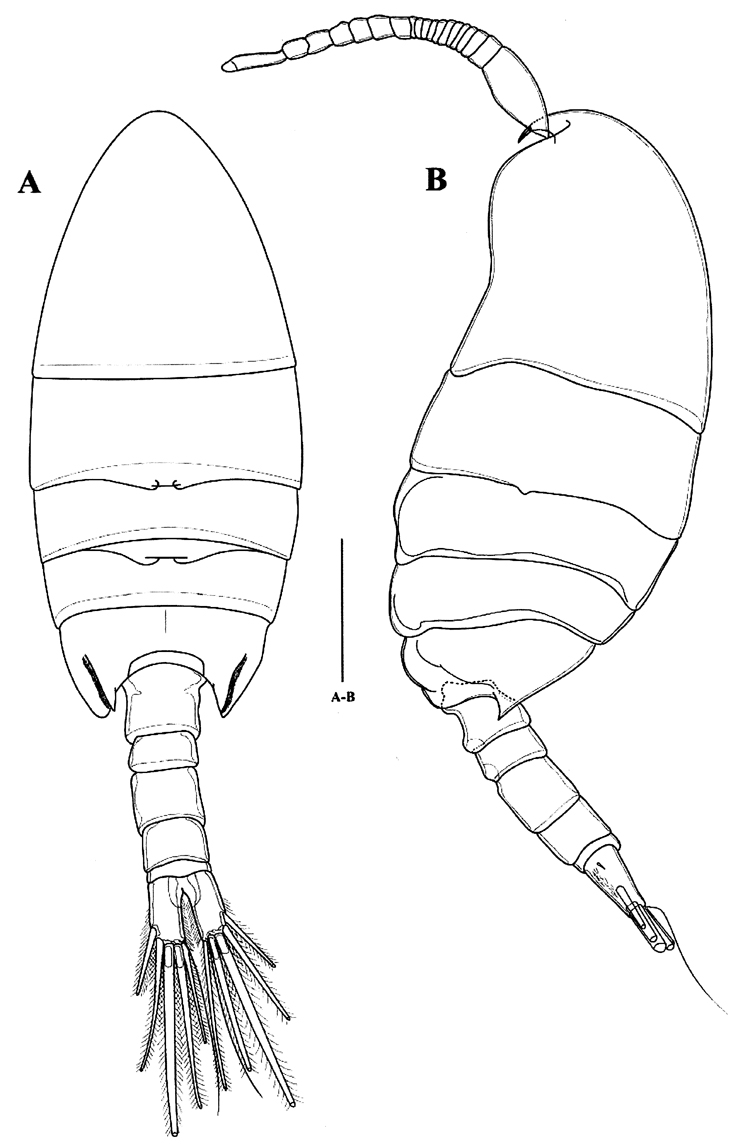Espce Paramisophria koreana - Planche 1 de figures morphologiques