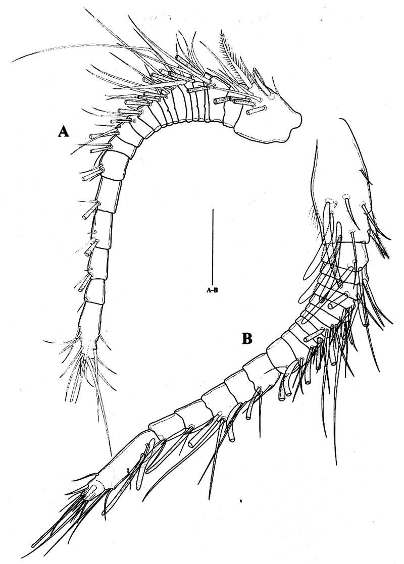 Species Paramisophria koreana - Plate 2 of morphological figures