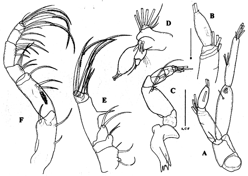 Espce Paramisophria koreana - Planche 3 de figures morphologiques