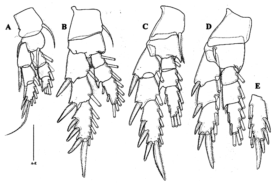 Species Paramisophria koreana - Plate 4 of morphological figures