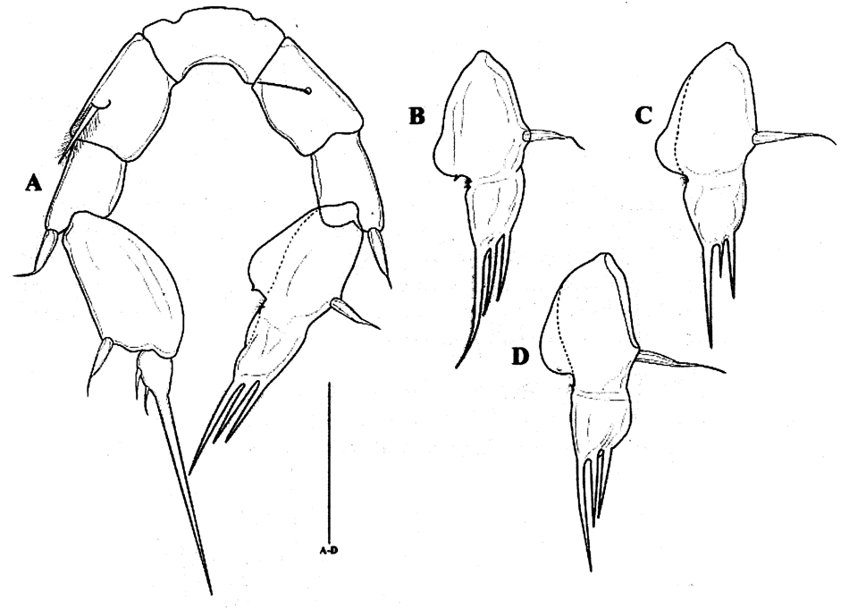 Espce Paramisophria koreana - Planche 5 de figures morphologiques