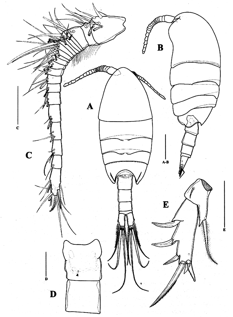 Espce Paramisophria koreana - Planche 6 de figures morphologiques