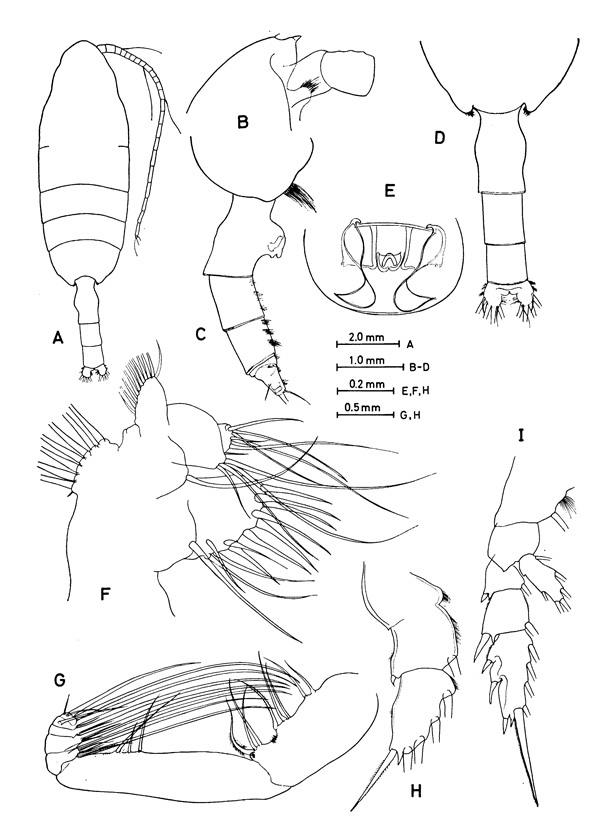 Espèce Paraeuchaeta pavlovskii - Planche 3 de figures morphologiques