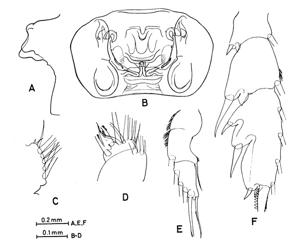 Espce Paraeuchaeta calva - Planche 5 de figures morphologiques