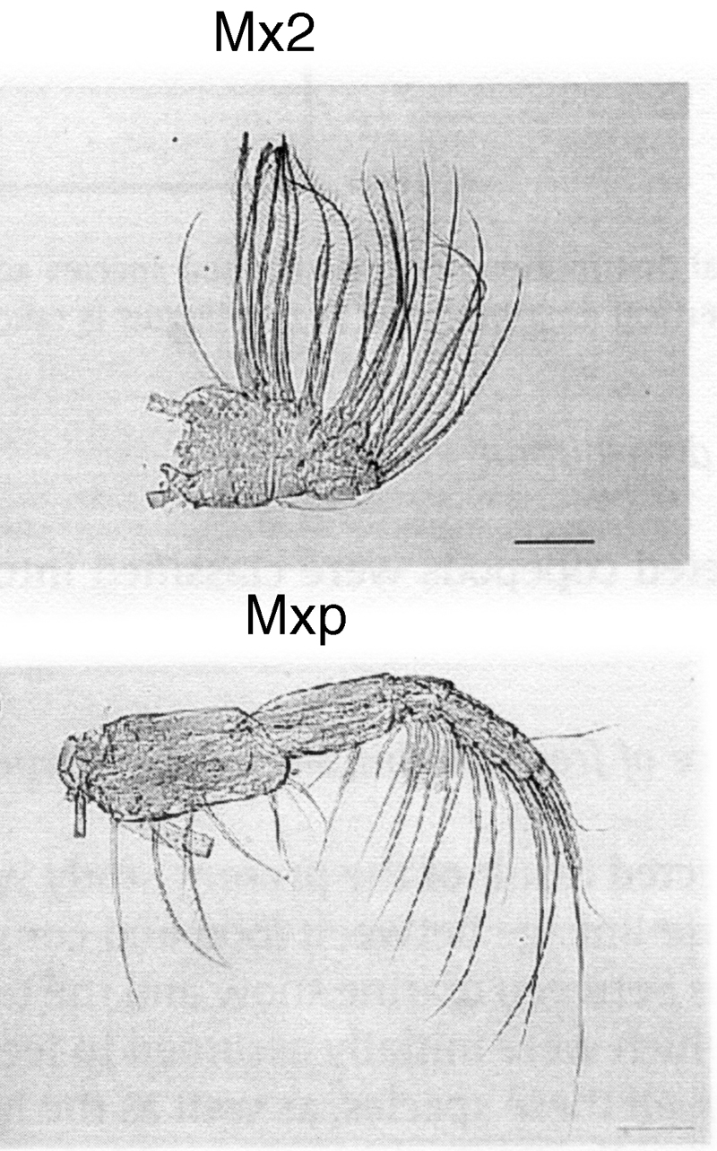 Espce Calanus sinicus - Planche 19 de figures morphologiques