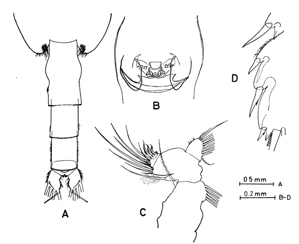 Espèce Paraeuchaeta vorax - Planche 2 de figures morphologiques