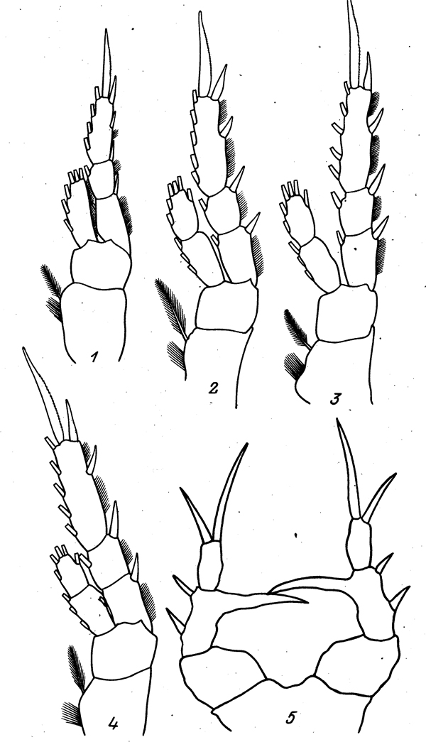 Espce Eurytemora brodskyi - Planche 2 de figures morphologiques