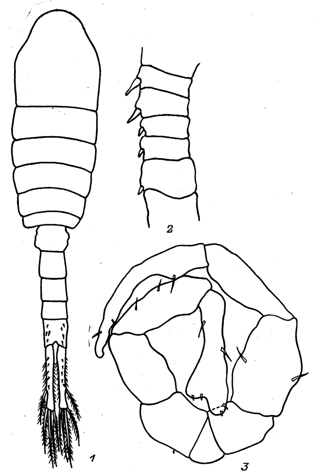 Species Eurytemora brodskyi - Plate 3 of morphological figures