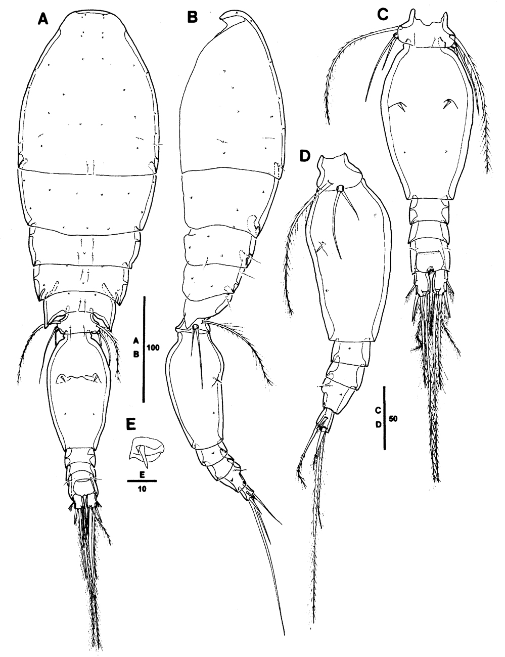 Species Triconia giesbrechti - Plate 4 of morphological figures