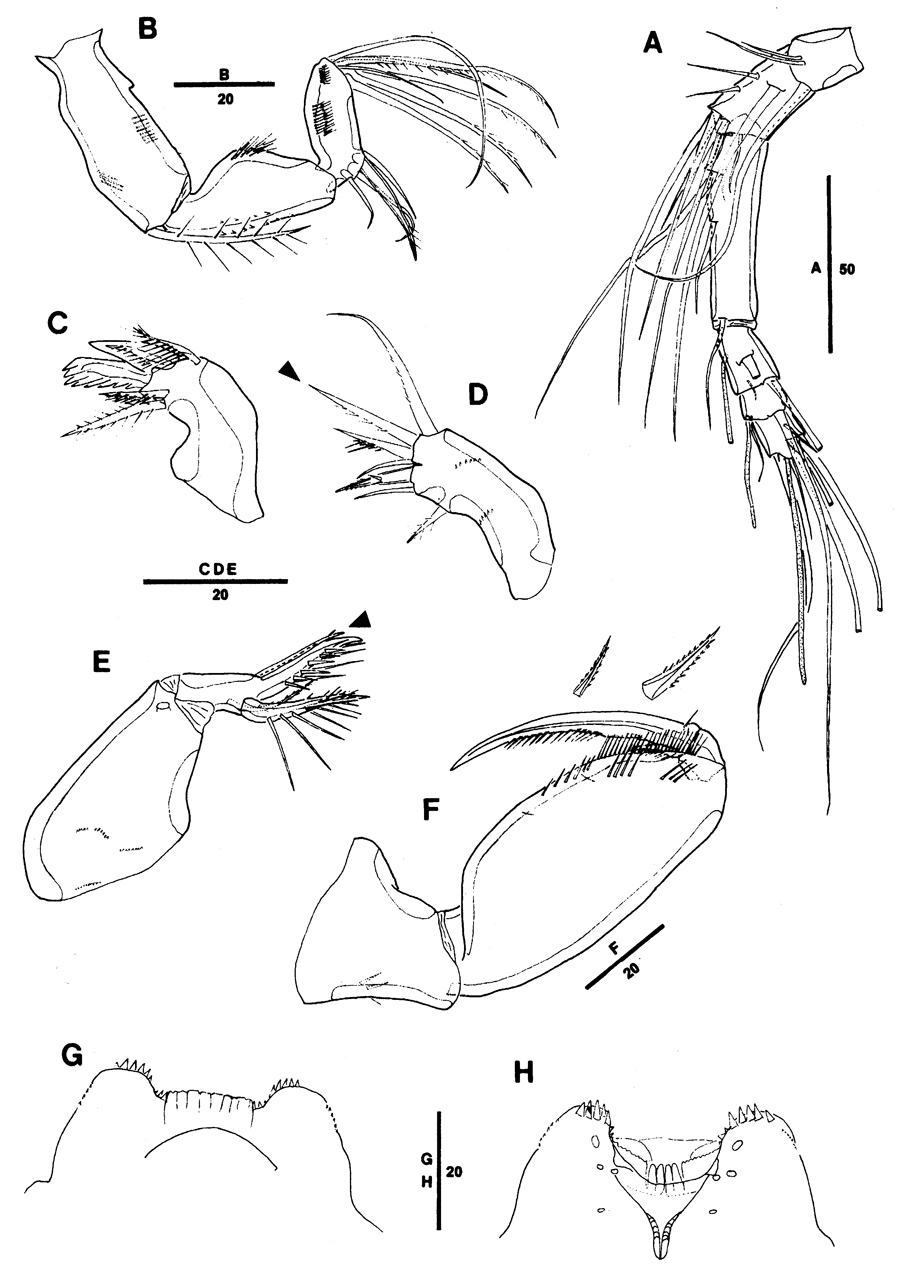 Species Triconia giesbrechti - Plate 5 of morphological figures