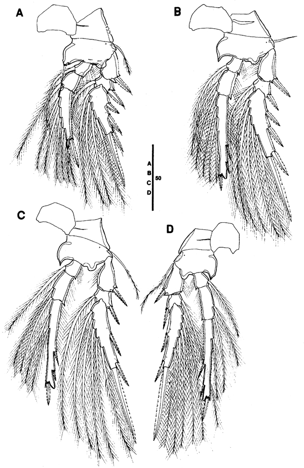 Species Triconia giesbrechti - Plate 6 of morphological figures