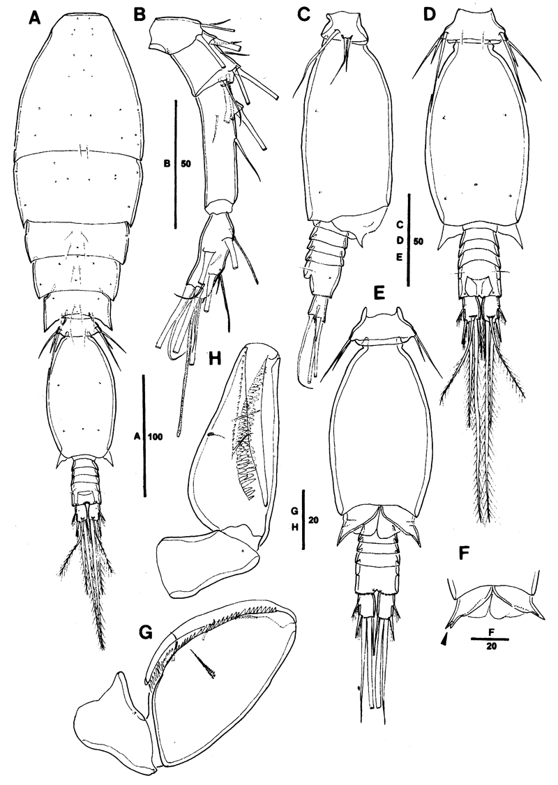 Species Triconia giesbrechti - Plate 7 of morphological figures