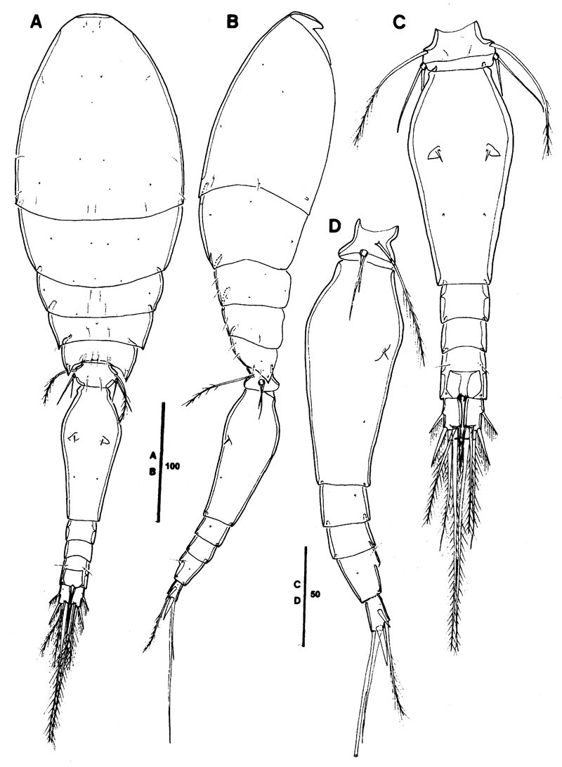 Species Triconia elongata - Plate 5 of morphological figures