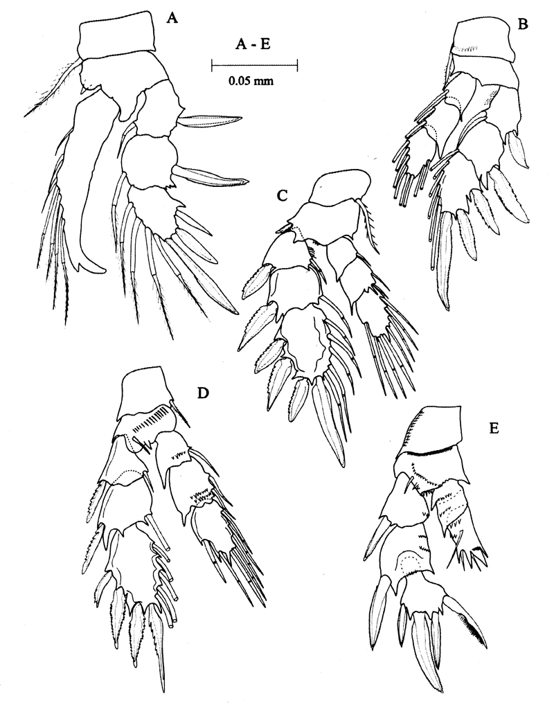Species Pseudocyclops faroensis - Plate 3 of morphological figures