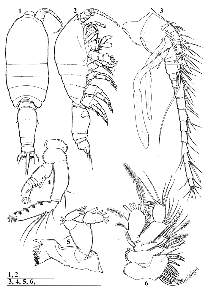 Species Speleophria nullarborensis - Plate 1 of morphological figures