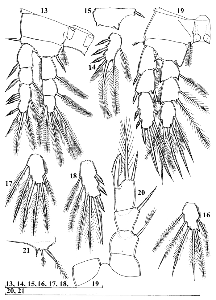 Espèce Speleophria nullarborensis - Planche 3 de figures morphologiques