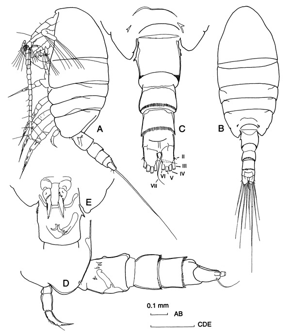 Species Stephos hastatus - Plate 1 of morphological figures