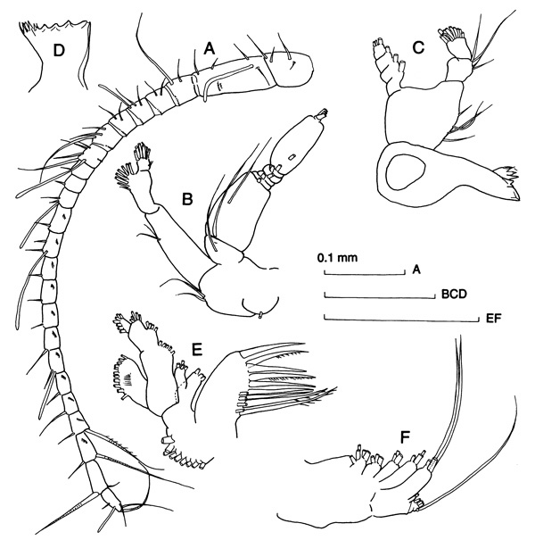 Species Stephos hastatus - Plate 2 of morphological figures