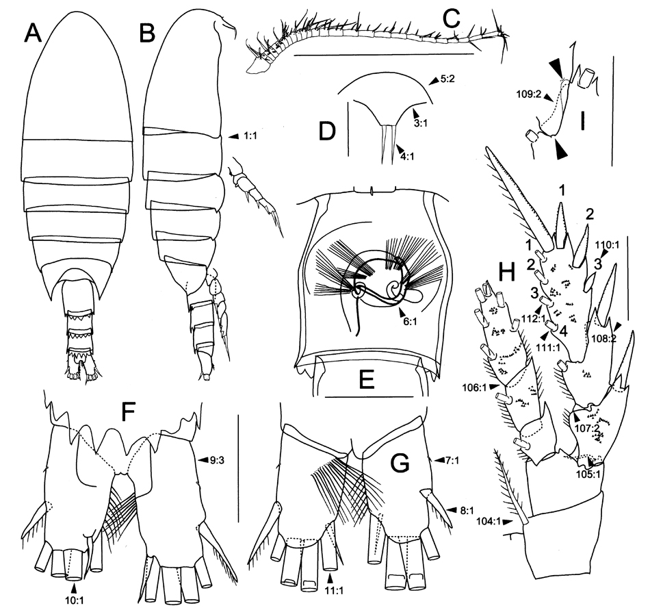 Espèce Pinkertonius ambiguus - Planche 1 de figures morphologiques