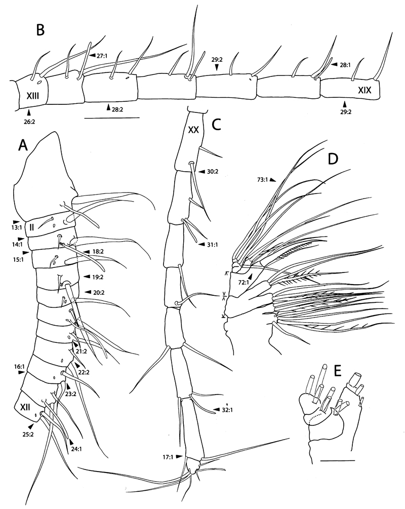 Espèce Pinkertonius ambiguus - Planche 2 de figures morphologiques
