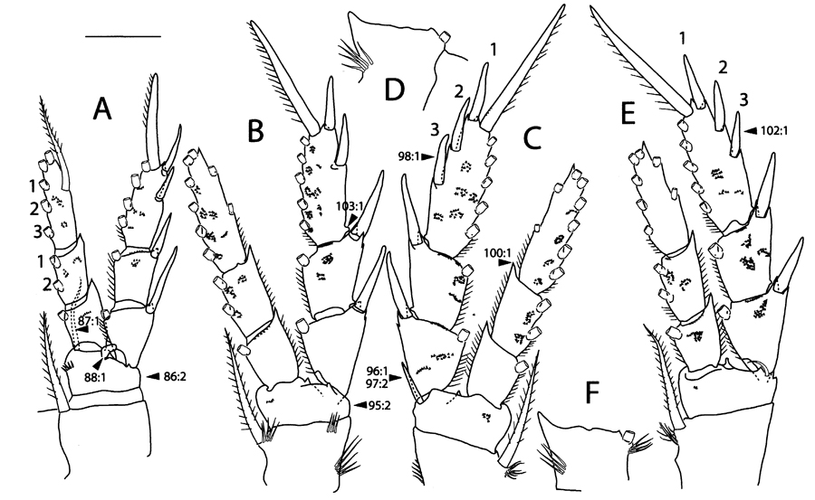 Espèce Pinkertonius ambiguus - Planche 4 de figures morphologiques