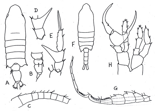 Species Centropages aucklandicus - Plate 1 of morphological figures