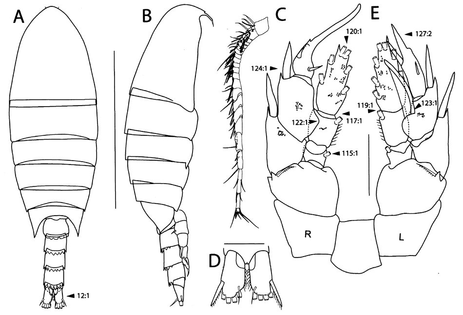 Espèce Pinkertonius ambiguus - Planche 6 de figures morphologiques