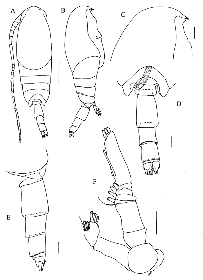 Espce Kyphocalanus sp.4 - Planche 1 de figures morphologiques