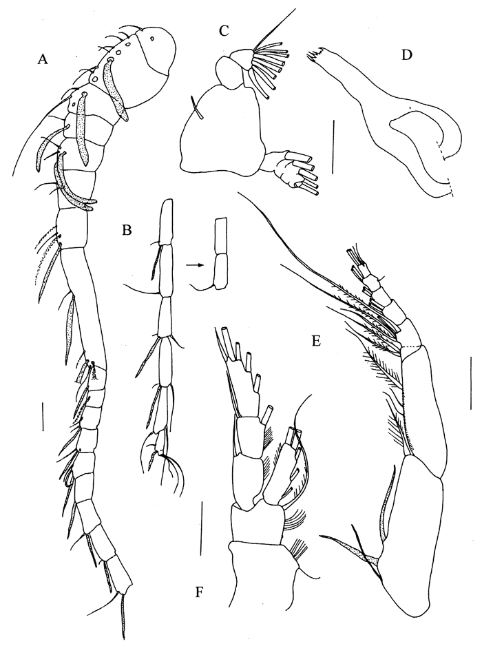 Species Kyphocalanus sp.4 - Plate 2 of morphological figures