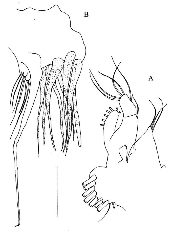 Species Kyphocalanus sp.4 - Plate 3 of morphological figures