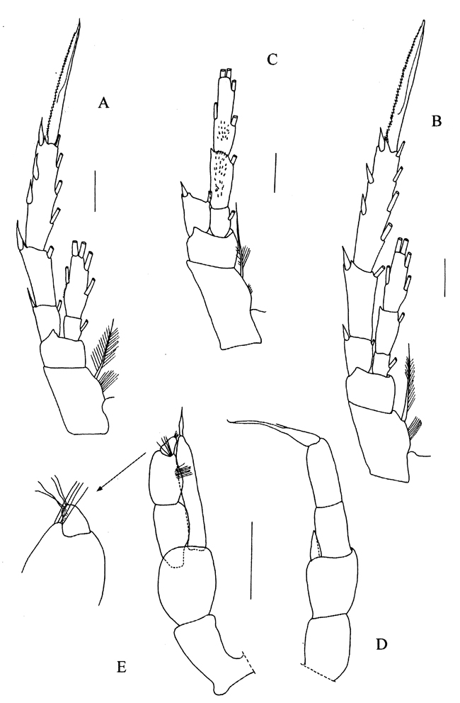 Espce Kyphocalanus sp.4 - Planche 4 de figures morphologiques