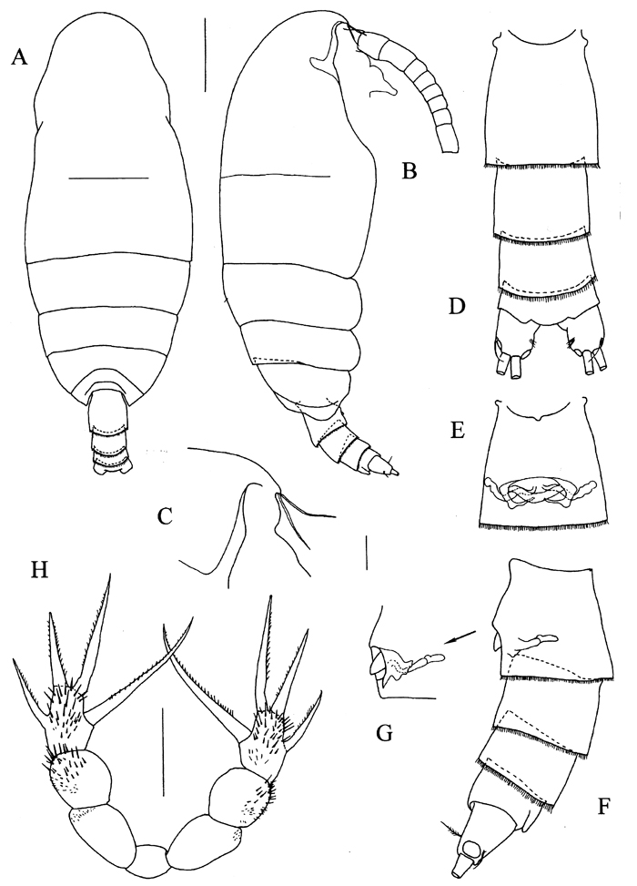 Species Sensiava secunda - Plate 1 of morphological figures