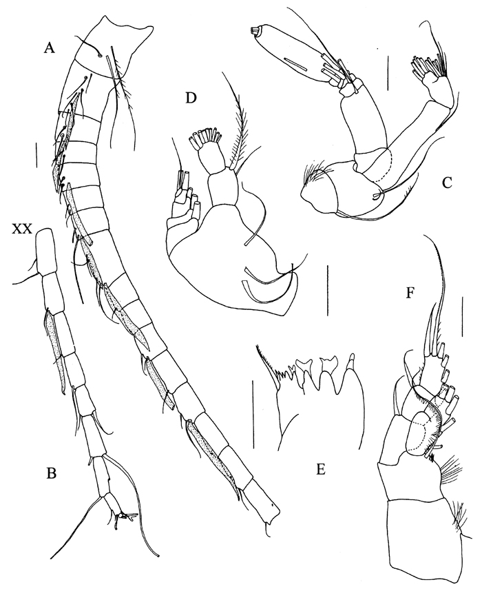 Espce Sensiava secunda - Planche 2 de figures morphologiques